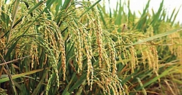 ধানের উৎপাদন বাড়বে ৭ শতাংশ