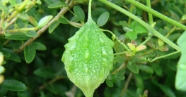 গর্ভবতী মহিলাদের জন্য ক্ষতিকারক তেঁতো করলা