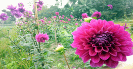 বসন্ত, ভালোবাসা আর ভাষা দিবস উপলক্ষে ব্যস্ত কলাগাছিয়ার ফুল চাষিরা বসন্ত, ভালোবাসা আর ভাষা দিবস উপলক্ষে ব্যস্ত কলাগাছিয়ার ফুল চাষিরা