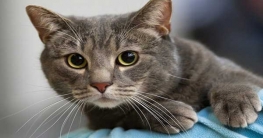 বিড়াল ধরতে খরচ লাখ টাকা, রাজভবনে হইচই