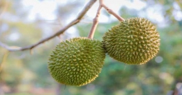 অদ্ভুত এক ফলের গন্ধে ভবনজুড়ে আতঙ্ক, ফায়ার সার্ভিসের অভিযান!