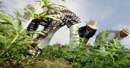 মাদক উৎপাদনে শীর্ষ কয়েকটি দেশ