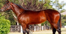 বিমানে বোমা! বাবা-মায়ের সঙ্গে সাক্ষাৎ এড়াতে যুবকের অদ্ভুত কাণ্ড