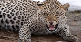 ঘাড়ে কামড়ে ধরে শিশুকে নিয়ে গেল চিতাবাঘ ঘাড়ে কামড়ে ধরে শিশুকে নিয়ে গেল চিতাবাঘ