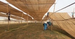 আজ শেষ হচ্ছে ইজতেমার মাঠের কাজ