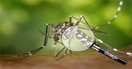 মশা ছেড়েই মশার বংশ ধ্বংস করবে গুগল
