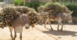 এবার গাধা রপ্তানিতে পাকিস্তান!