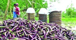 বেগুন খাবেন কেন?