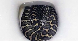 কমোডে বসতেই...