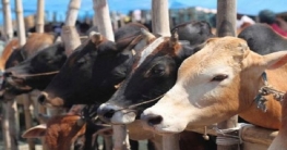 নির্মাণ হচ্ছে ১ হাজার ‘গরু আশ্রম’