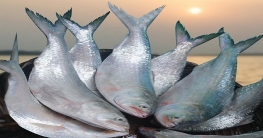 দেশে ইলিশের উৎপাদন বেড়েছে আড়াই গুণ দেশে ইলিশের উৎপাদন বেড়েছে আড়াই গুণ