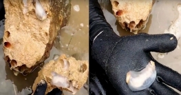 পাথর খাচ্ছে ঝিনুক, মল আকারে বের করছে বালি!