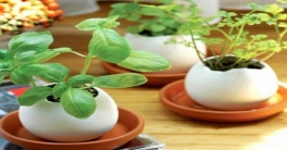 ডিমের খোসার ব্যবহার