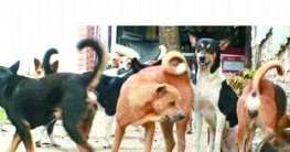কুকুরকে ২৪ ঘণ্টা বেঁধে রাখলেই দণ্ড