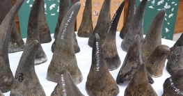 হংকংয়ে মিলিয়ন ডলারের গন্ডারের শিং উদ্ধার