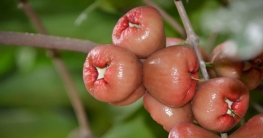 জামরুলের গুণাগুণ