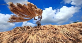 জাতীয় পাট দিবস আজ