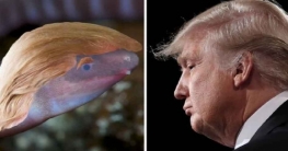 বালুতে মাথা গোঁজা অন্ধ উভচরের নাম রাখা হলো ‘ডোনাল্ড ট্রাম্পি’