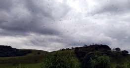 মাকড়সা বৃষ্টি!