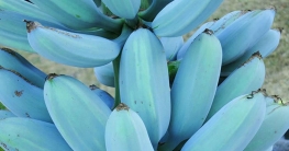 যে কলার স্বাদ ভ্যানিলা আইসক্রিমের মতো