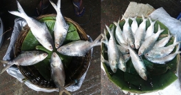 কমেছে ইলিশের দাম