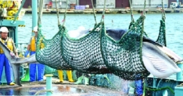 বাণিজ্যিকভাবে তিমি শিকার শুরু করবে জাপান