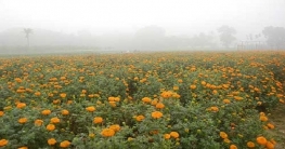 ফুলের বাগানে ফুলের সাথে