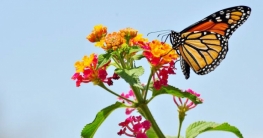 একশ’ বছরে পতঙ্গশূন্য হবে পৃথিবী!