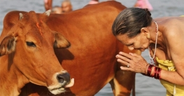 গরুর জন্য শ্মশান!