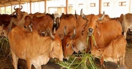 এবার ‘গরু রাজনীতিতে’ কংগ্রেস