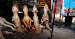খাসি বলে খাওয়ানো হয় কুকুর-বিড়ালের মাংস