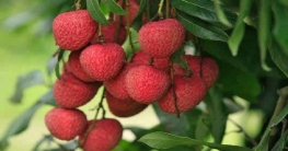 লিচু খেলে মৃত্যুর ঝুঁকি!