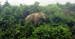 সঙ্কটে হাতি, আতঙ্কে রোহিঙ্গারা