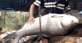 মাছ কিনতে গিয়ে বঁটির ওপর পড়ে প্রাণ গেল যুবকের