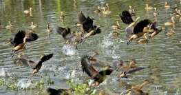 অতিথি পাখিতে মুখরিত নিলুয়ার বিল