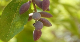 হরতকির ভেজষ গুণ