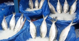 ইলিশের দাম ইচ্ছে মতো