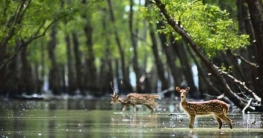 ঘুরে আসুন কলাগাছিয়া ইকোট্যুরিজম কেন্দ্র