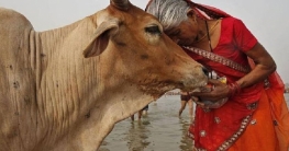 গরুকে ভারতের ‘জাতির মাতা’ চায় হিমাচল গরুকে ভারতের ‘জাতির মাতা’ চায় হিমাচল
