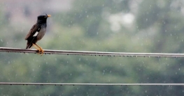 রাজধানীতে পৌষের বৃষ্টি, জেঁকে বসবে শীত রাজধানীতে পৌষের বৃষ্টি, জেঁকে বসবে শীত