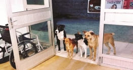 মনিব হাসপাতালে, বাইরে অপেক্ষায় চার কুকুর