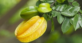 কিডনির সমস্যায় যে ফল খেলে হতে পারে মৃত্যু!