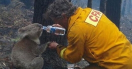 প্রাণীকে পানি পানের সেই ভিডিও ভাইরাল (ভিডিও)