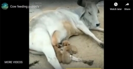 কুকুরের প্রতি গরুর বিরল মাতৃত্ব (ভিডিও)