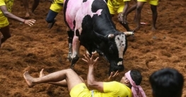 ভারতে ষাঁড়ের রেসলিং উৎসবে নিহত ২