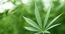 এশিয়ার প্রথম দেশ হিসেবে গাঁজা বৈধ হলো থাইল্যান্ডে