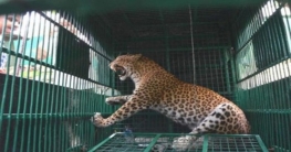 লোকালয়ে ঢুকে যুবককে বাঘের আক্রমণ (ভিডিও)