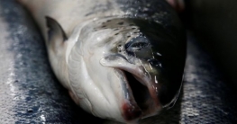 মাছের অস্বাভাবিক আচরণ, কারণ নেশাগ্রস্থ