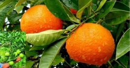 ক্যান্সার চিকিৎসায় অধিক কার্যকর `ভিটামিন-সি`