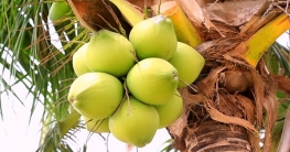 হাজারো রোগ থেকে মুক্তি দেবে ডাবের পানি